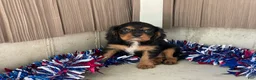 Cavalier King Charles Spaniel dogs for sale: Harmony Cavalier King Charles Spaniel  - Ad 9