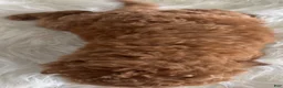 Mini Goldendoodle dogs for sale: Haven - Ad 5