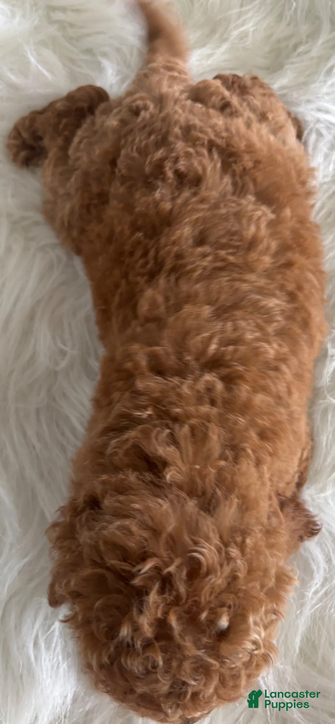 Mini Goldendoodle dogs for sale: Haven - Ad 5