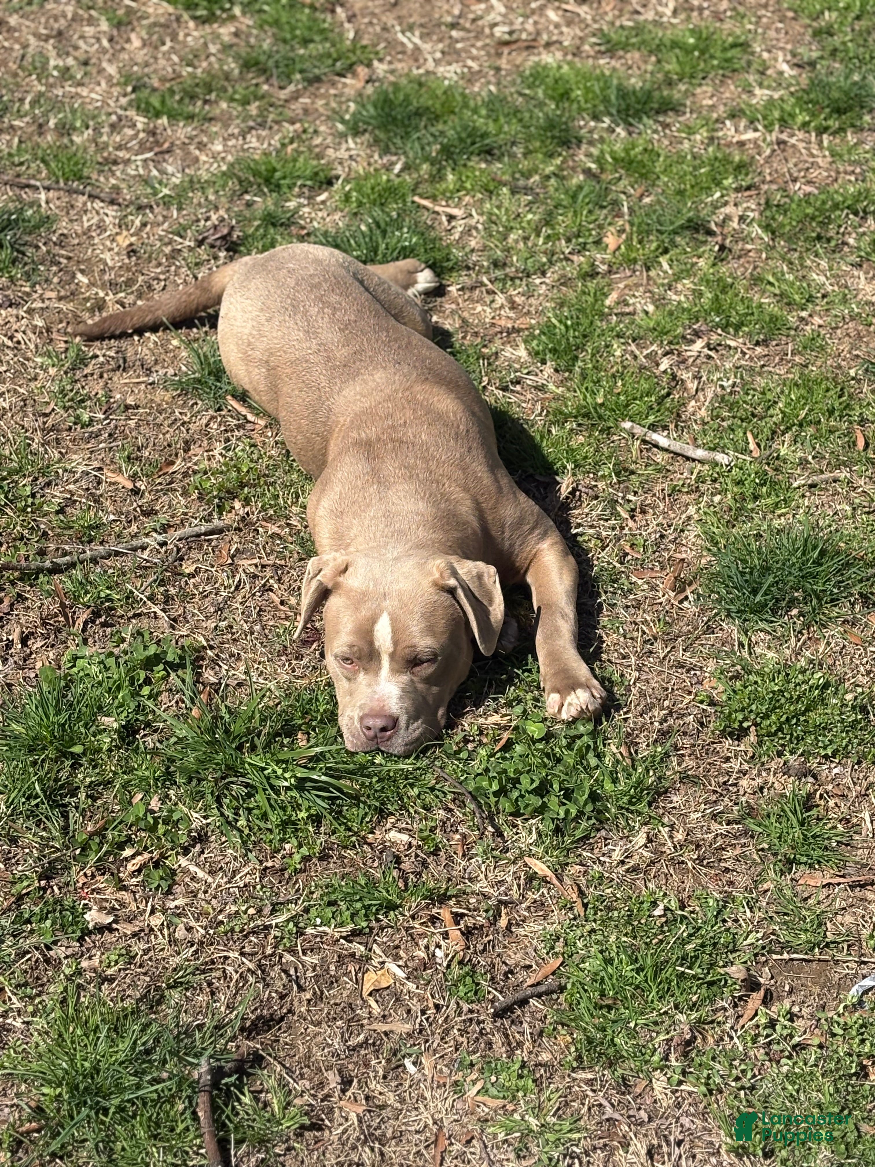American Bully dogs Brown Sugar - Ad 2