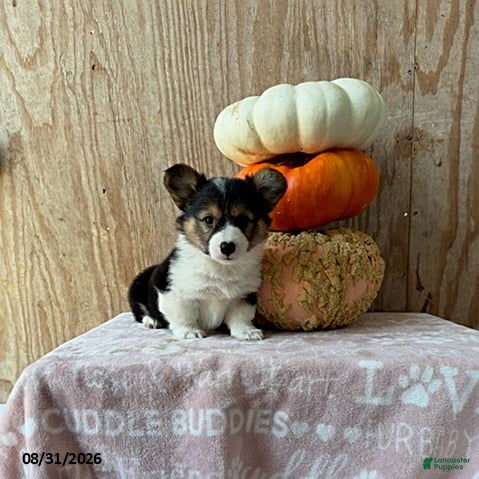 Welsh Corgi Pembroke dogs Echo - Ad 1