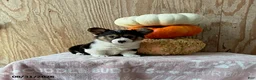 Welsh Corgi Pembroke dogs for sale: Echo - Ad 1