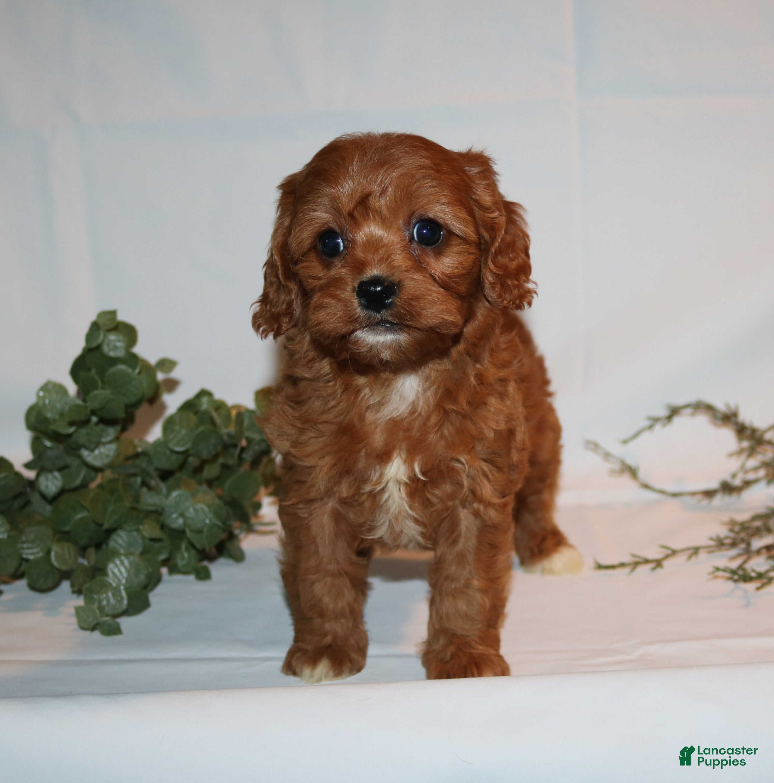 Cavapoo dogs Stacey  - Ad 28