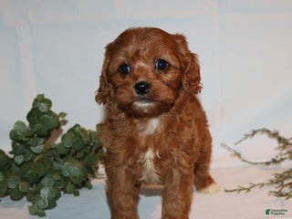 Cavapoo dogs Stacey - Ad 28