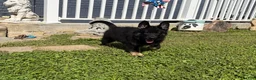 German Shepherd dogs for sale: Tom - Ad 2