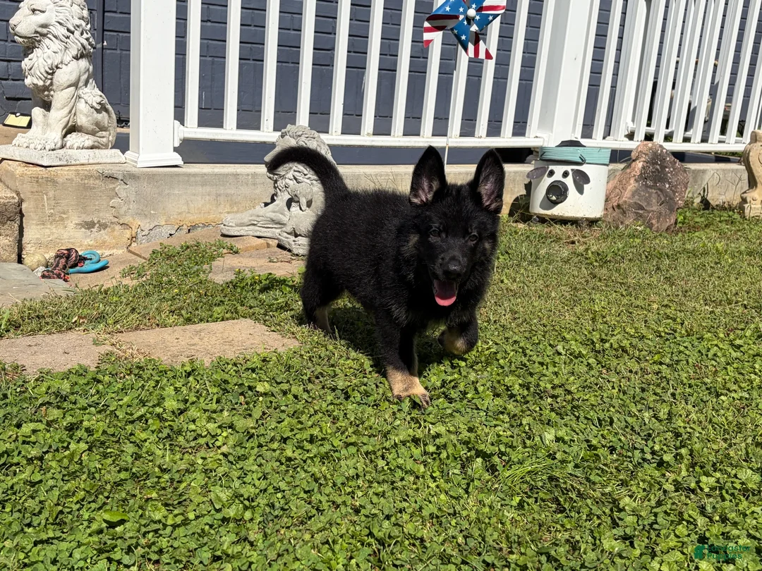 German Shepherd dogs for sale: Tom - Ad 2