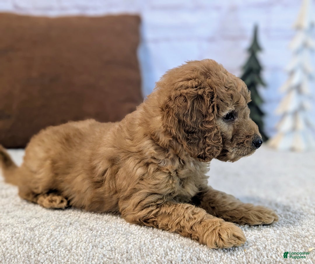 Mini Goldendoodle dogs for sale: Theo - Ad 4