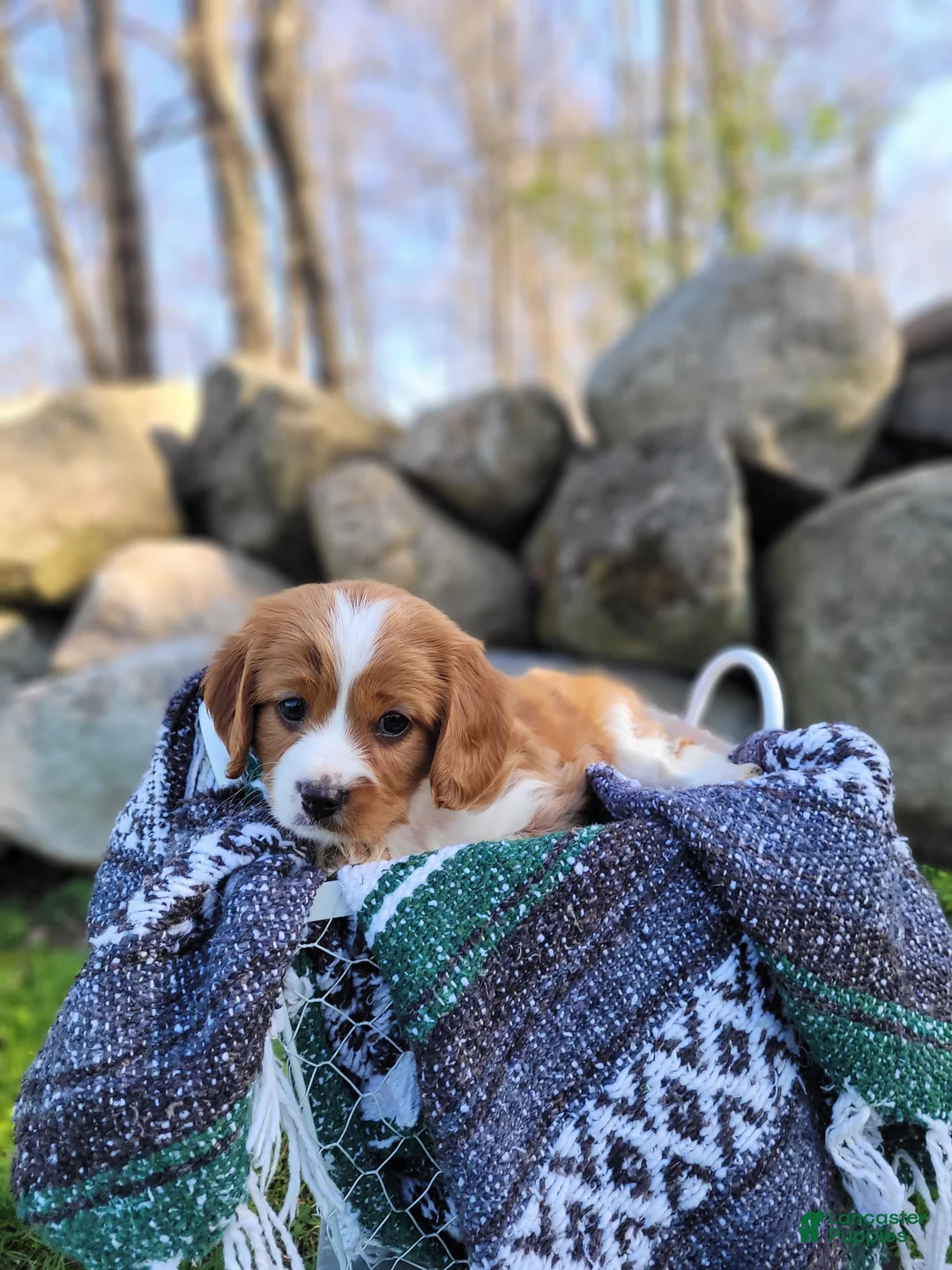 Cavapoo dogs for sale: Cavapoo Puppy 3 - Ad 31