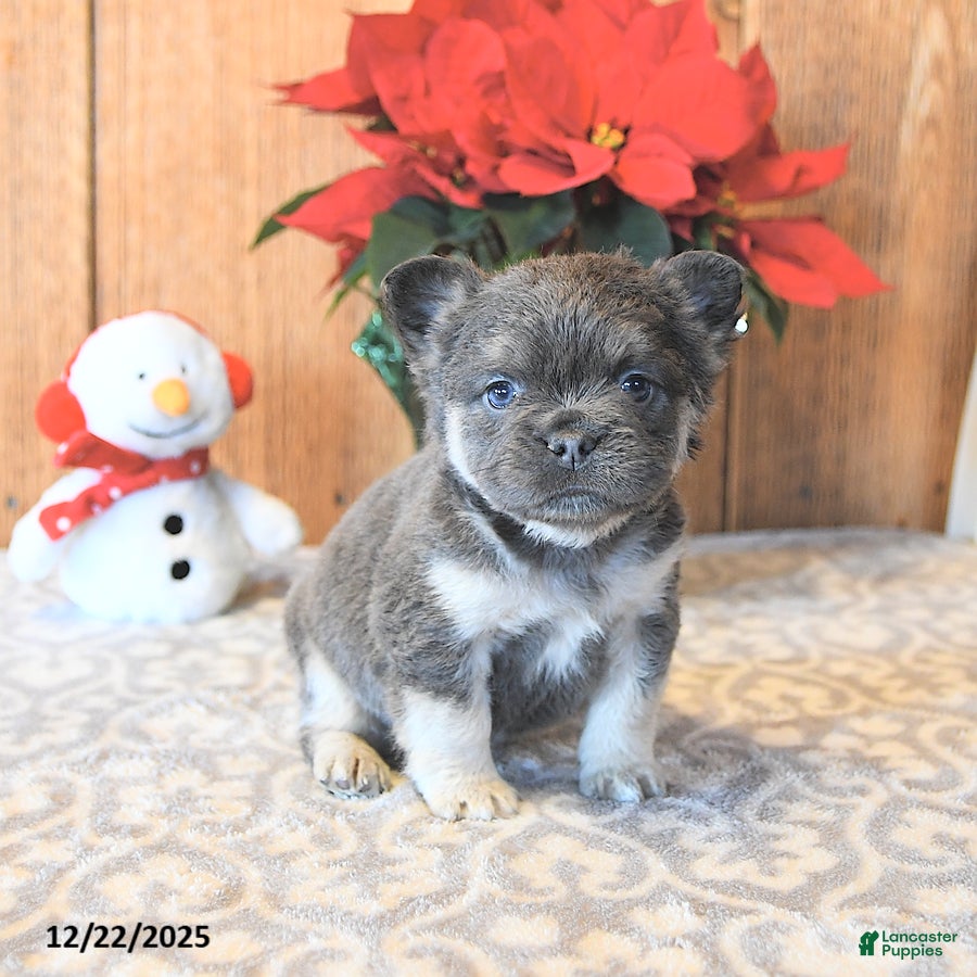 French Bulldog dogs Twilight - Ad 41