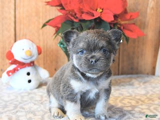 French Bulldog dogs Twilight - Ad 36