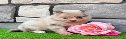 Pomeranian dogs for sale: Sugar - Ad 4