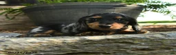 Miniature Dachshund dogs for sale: Clark - Ad 2