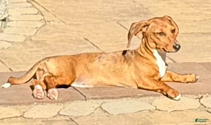 Dachshund dogs for sale: Sophie - Ad 1