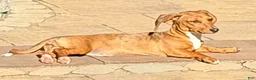 Dachshund dogs for sale: Sophie - Ad 1