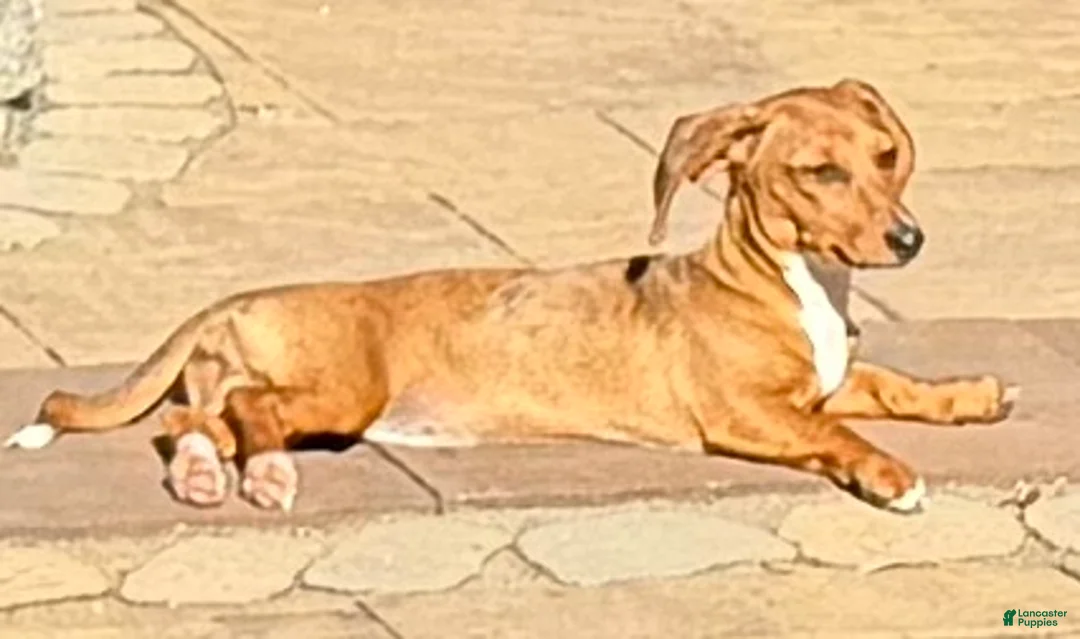 Dachshund dogs for sale: Sophie - Ad 1
