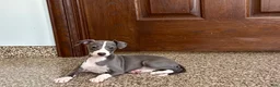 Italian Greyhound dogs for sale: Shanna  - Ad 4