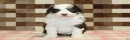 Mini Bernedoodle dogs for sale: Hershey - Ad 3