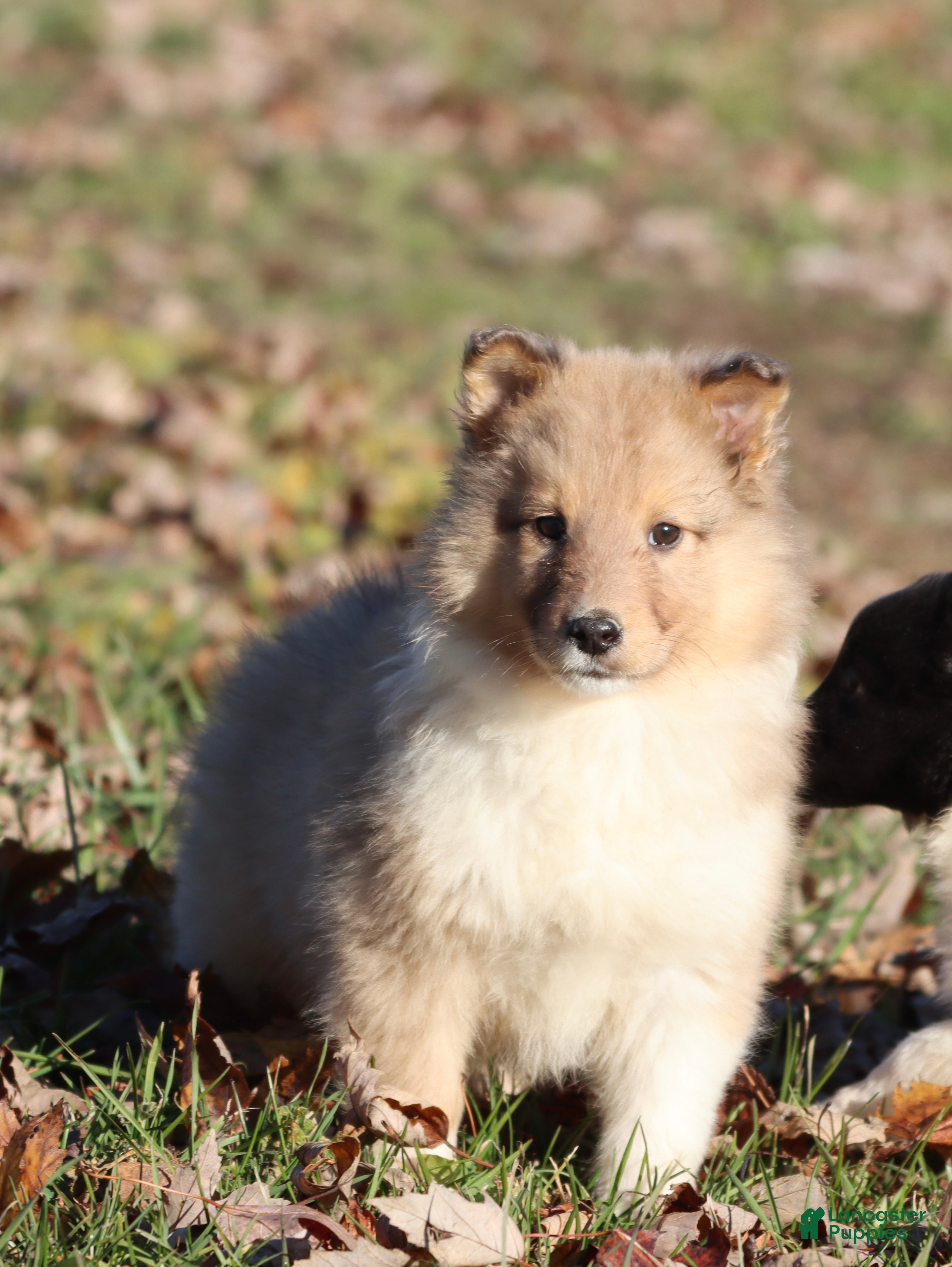 Shetland Sheepdog dogs Spruce - Ad 42