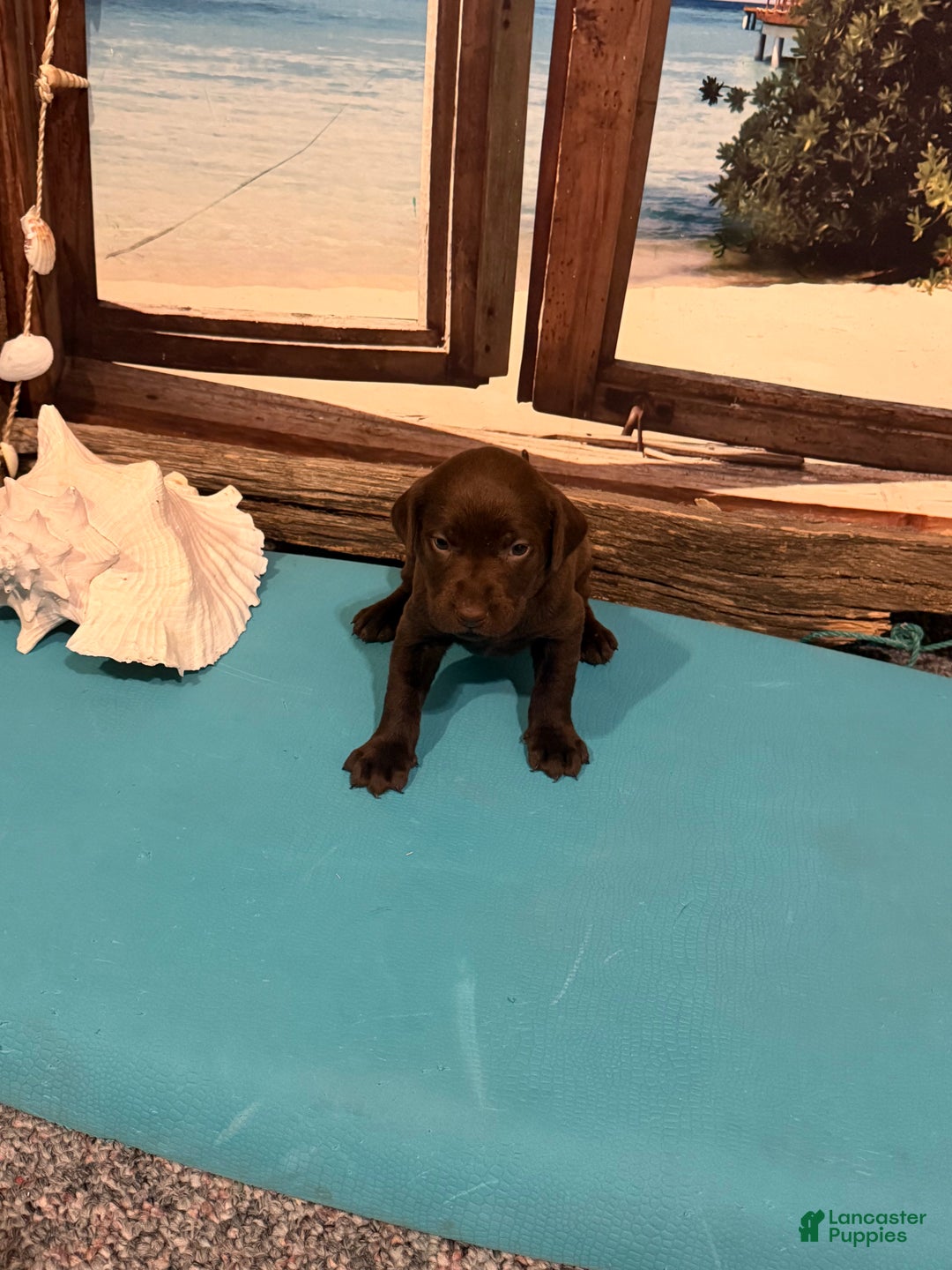 Labrador Retriever dogs for sale: Labrador Retriever MIAMI - Ad 3