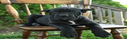 Cane Corso dogs for sale: Brigid - Ad 2
