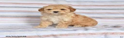 Maltipoo dogs for sale: Asher - Ad 1