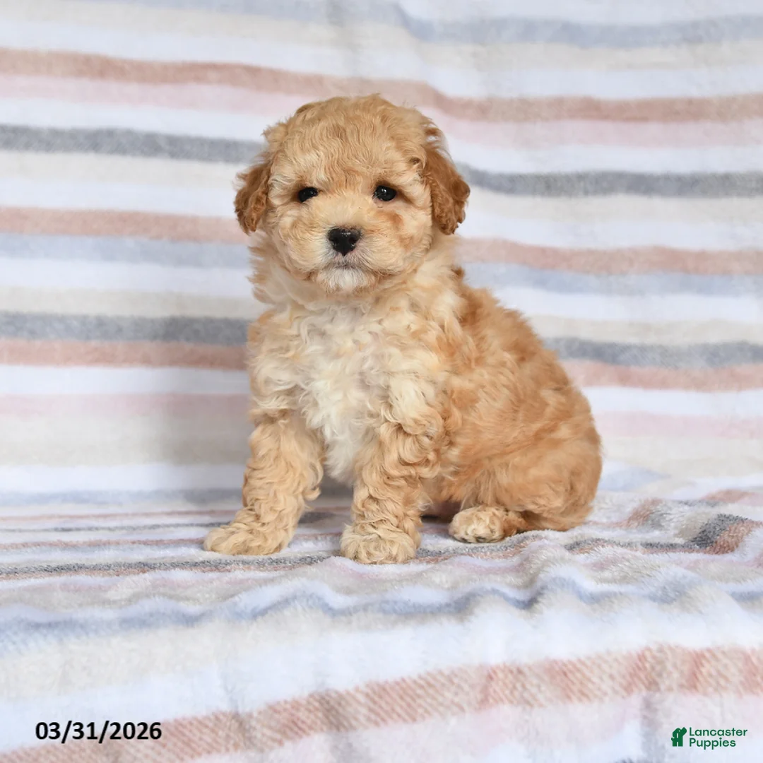 Maltipoo dogs for sale: Asher - Ad 1