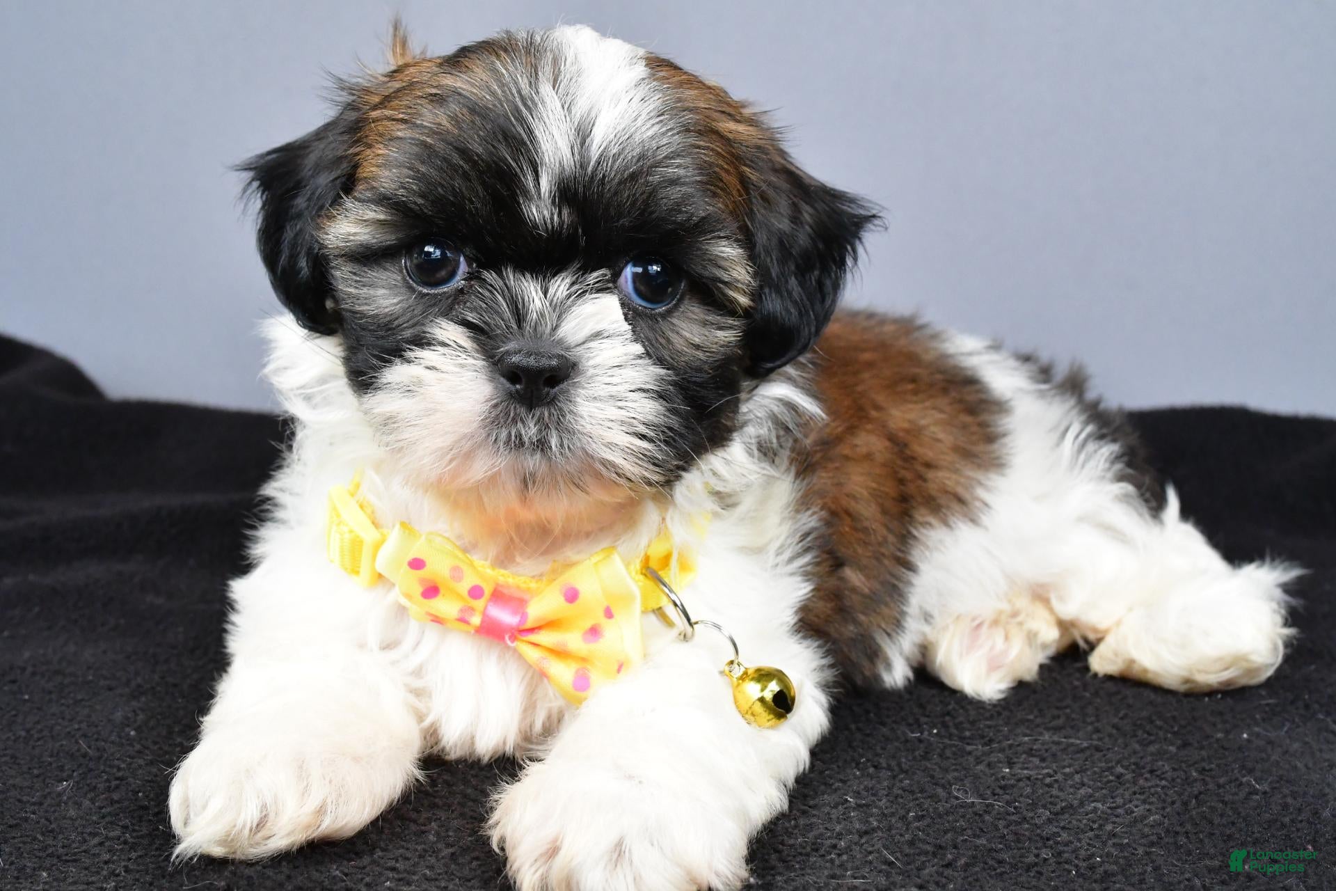 Shih Tzu dogs Markie - Ad 1