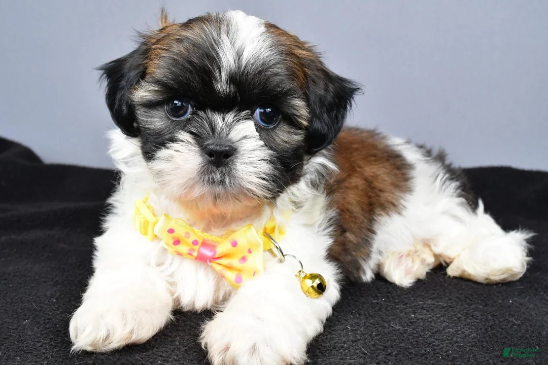 Shih Tzu dogs for sale: Markie - Ad 1