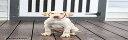 Labrador Retriever dogs for sale: Prince - Ad 3
