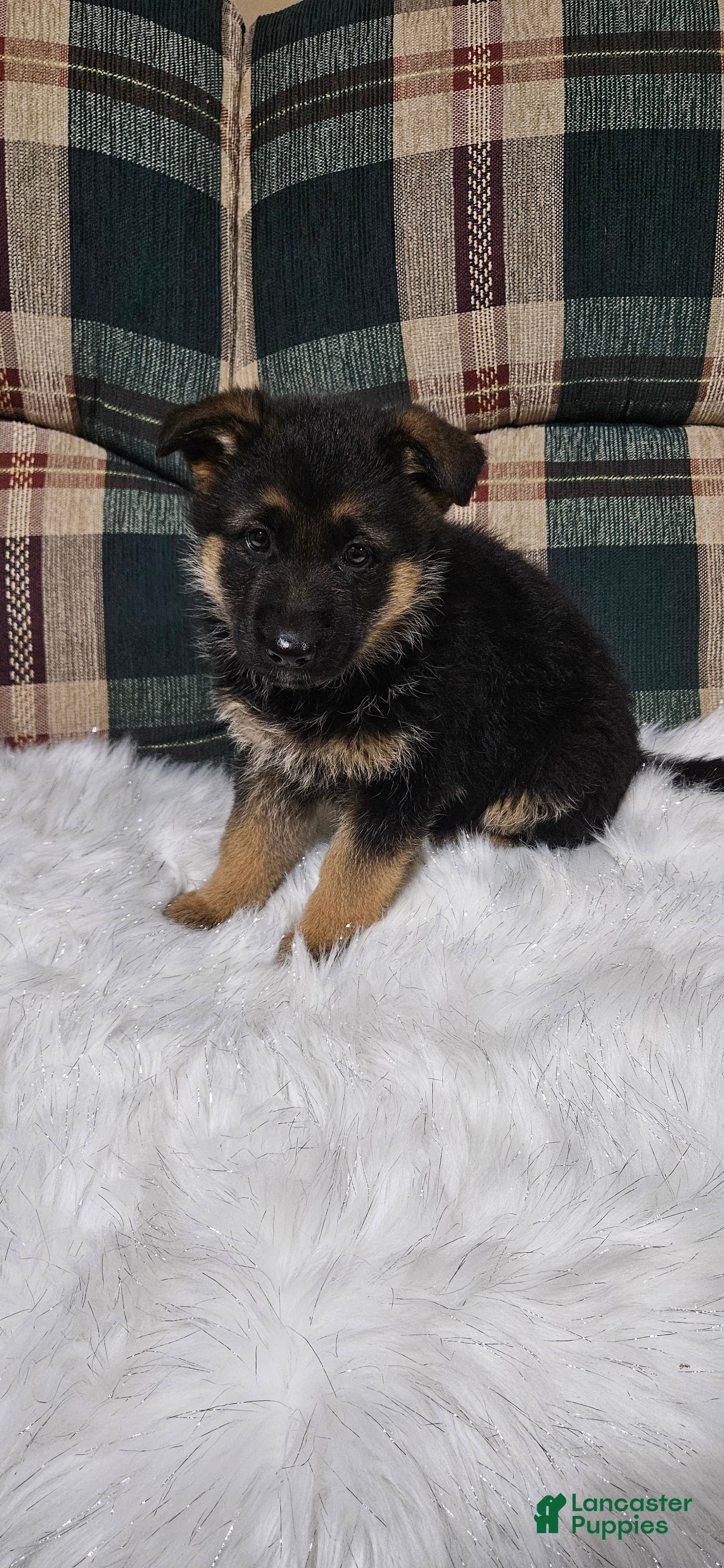 German Shepherd dogs Sabrina  - Ad 12
