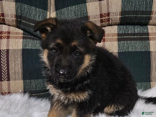 German Shepherd dogs Sabrina - Ad 8