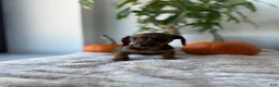 Miniature Dachshund dogs for sale: Cindy - Ad 5