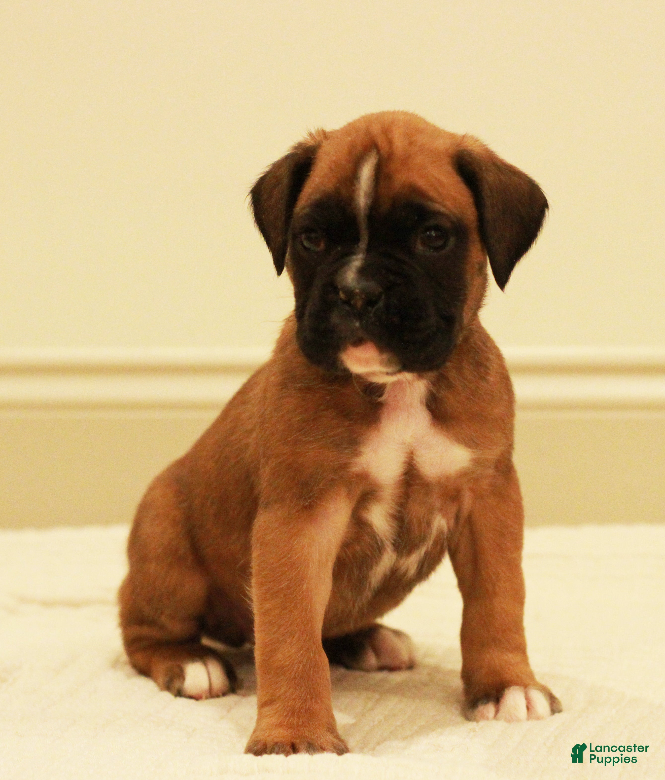 Boxer dogs Fenton - Ad 2