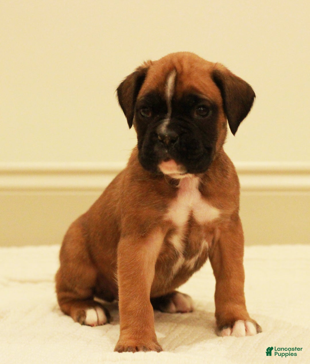 Boxer dogs for sale: Fenton - Ad 1
