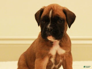 Boxer dogs Fenton - Ad 2