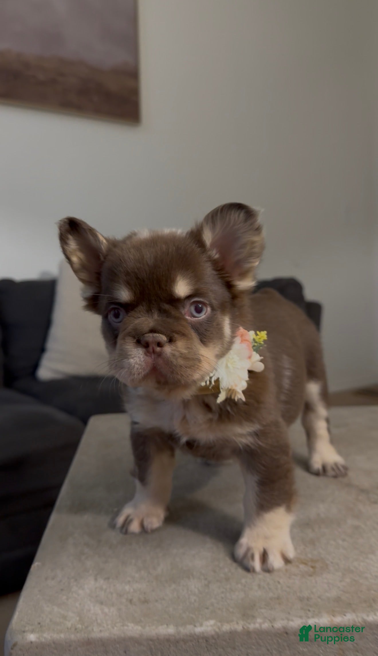 French Bulldog dogs for sale: French Bulldog Puppy 4 - Ad 1