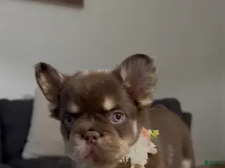 French Bulldog dogs French Bulldog Puppy 4 - Ad 6