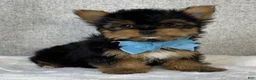 Yorkshire Terrier dogs for sale: Chico - Ad 3