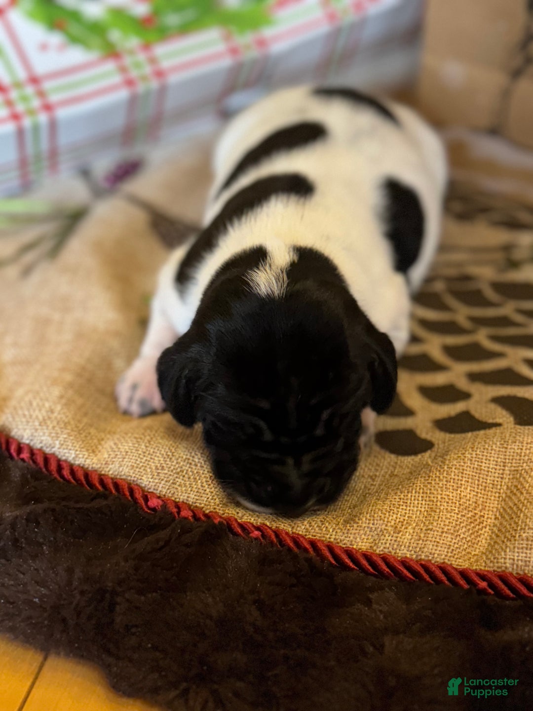 German Shorthaired Pointer dogs for sale: German Shorthaired Pointer Puppy 1 - Ad 14