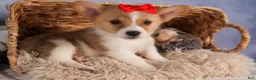 Welsh Corgi Pembroke dogs for sale: Conner  - Ad 14