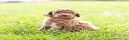 Toy Poodle dogs for sale: Olive - Ad 7