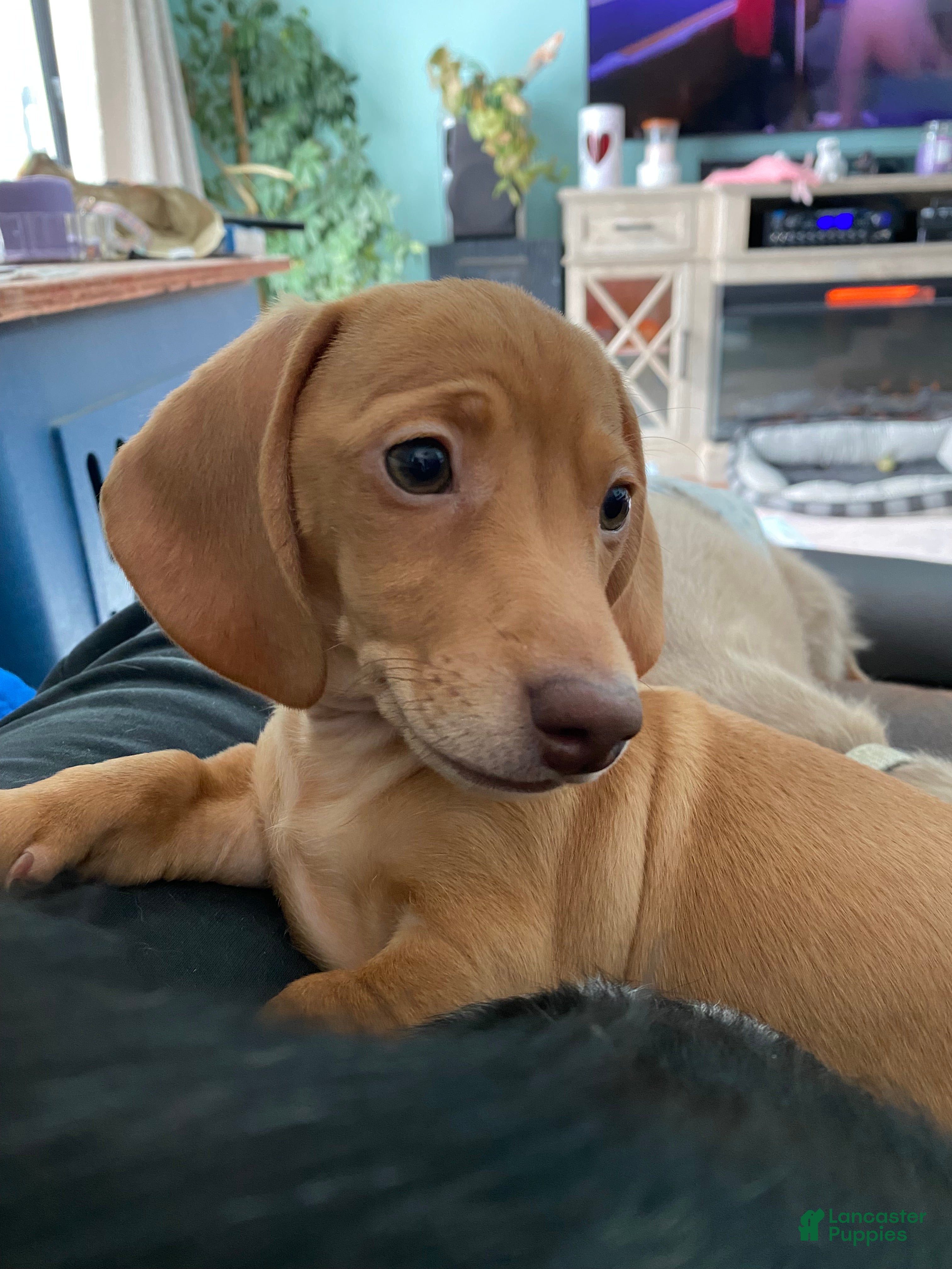 Miniature Dachshund dogs Sandy Strawberry blonde dachshund  - Ad 7