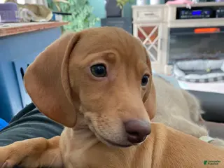 Miniature Dachshund dogs Sandy Strawberry blonde dachshund - Ad 7