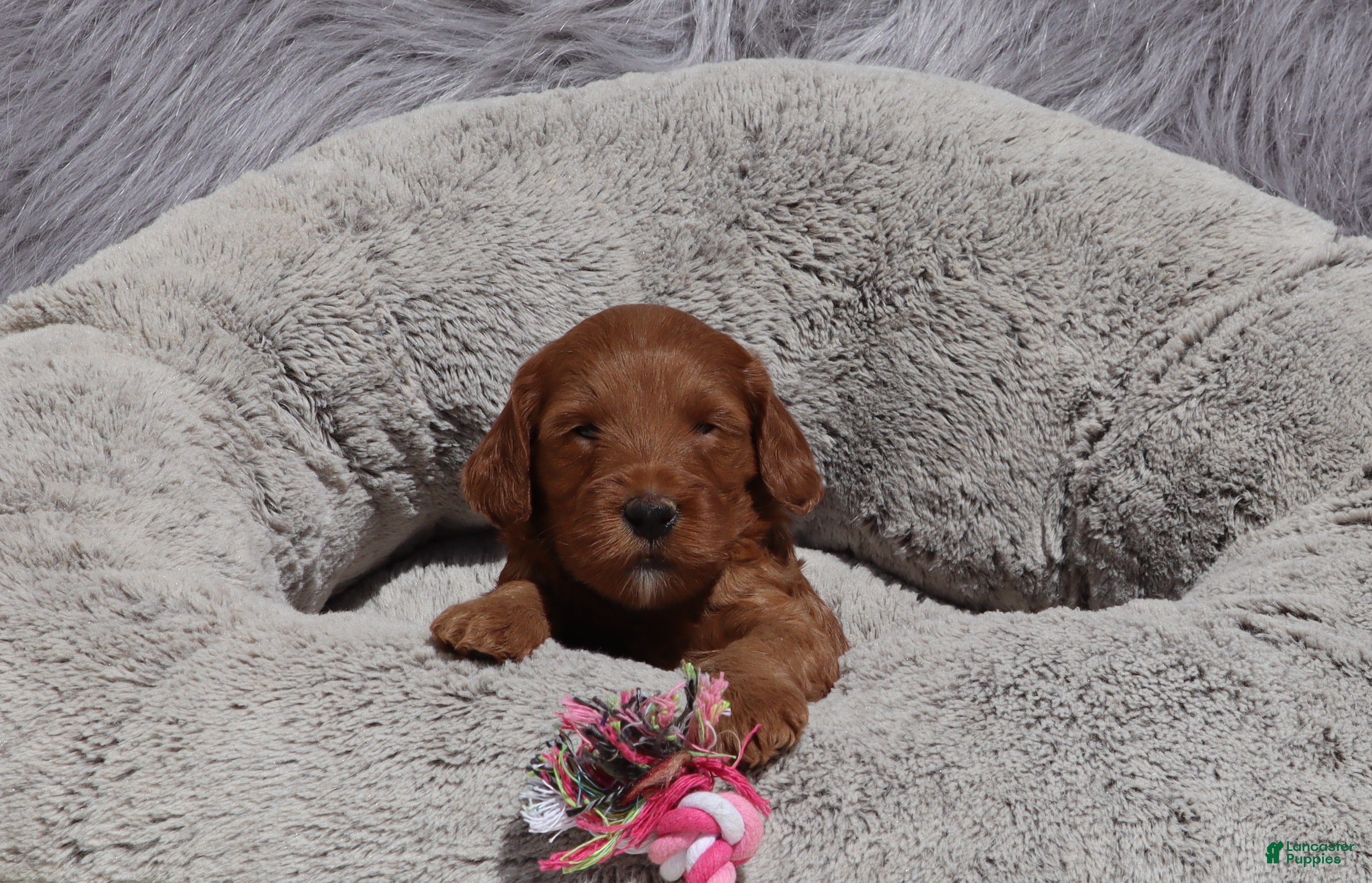 Mini Goldendoodle dogs Melody 🌷GenClearParents - Ad 1