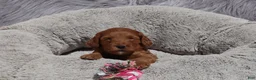 Mini Goldendoodle dogs for sale: Melody 🌷GenClearParents - Ad 1