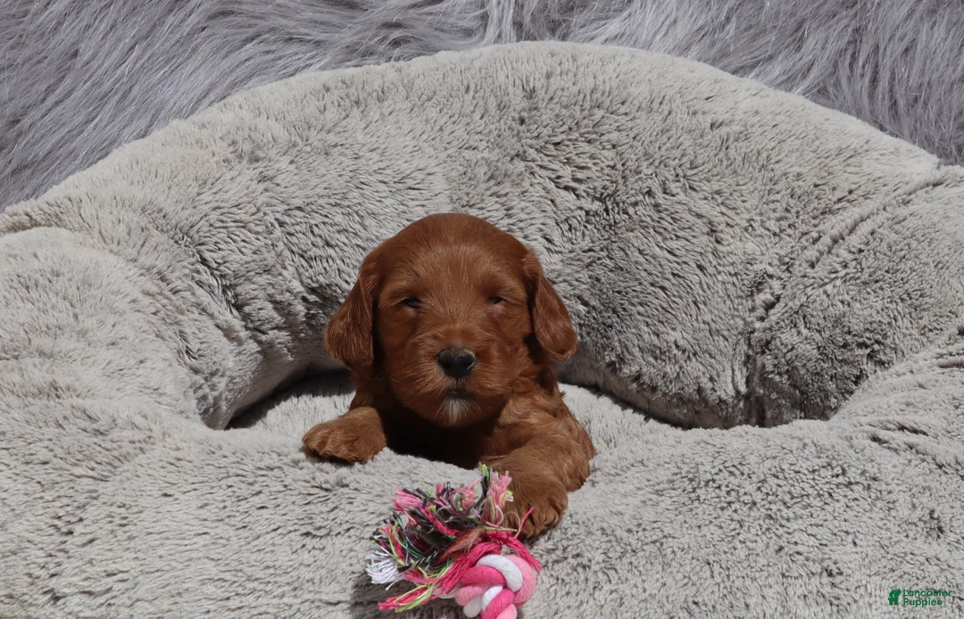 Mini Goldendoodle dogs for sale: Melody 🌷GenClearParents - Ad 1