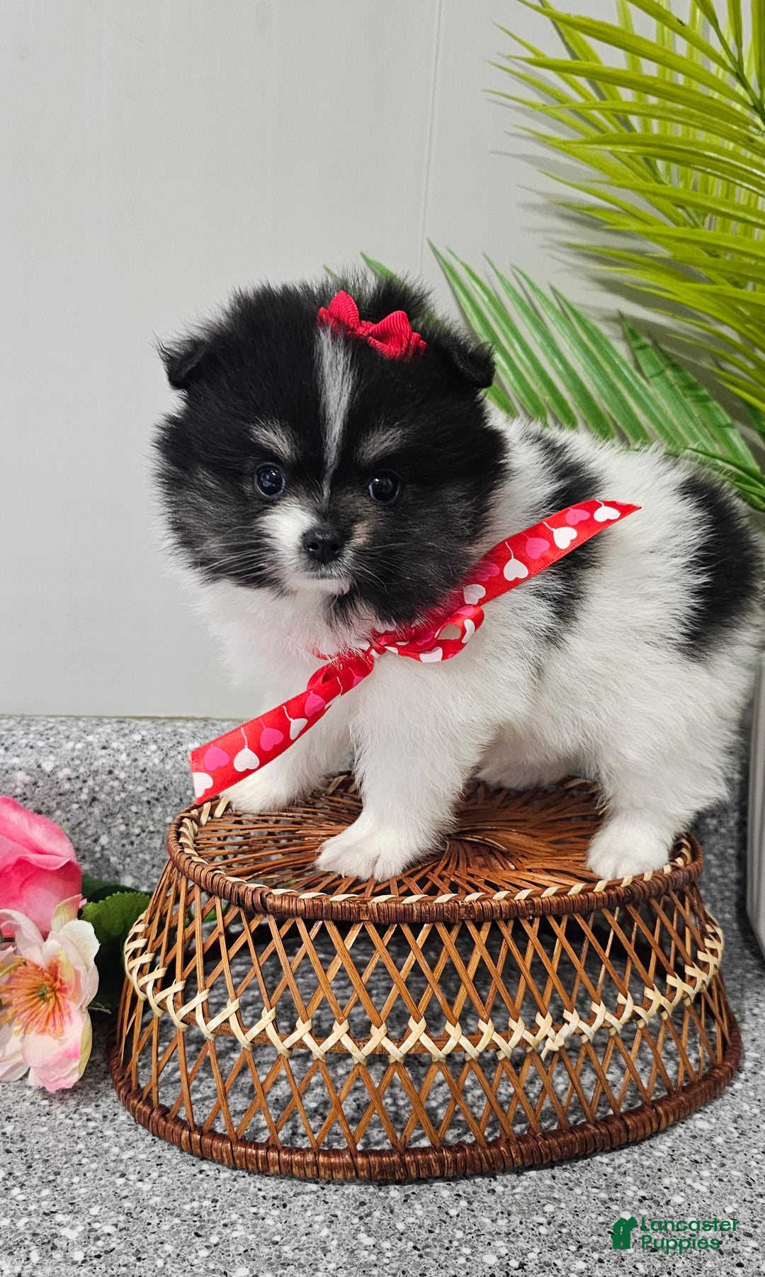 Pomeranian dogs for sale: Roxie  - Ad 6