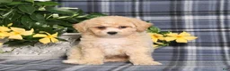 Bichpoo dogs for sale: Marlow - Ad 3