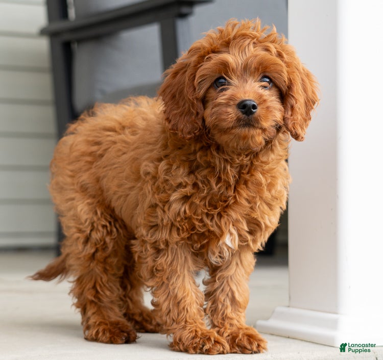 Cavapoo dogs Rambo - Ad 38