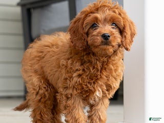 Cavapoo dogs Rambo - Ad 31